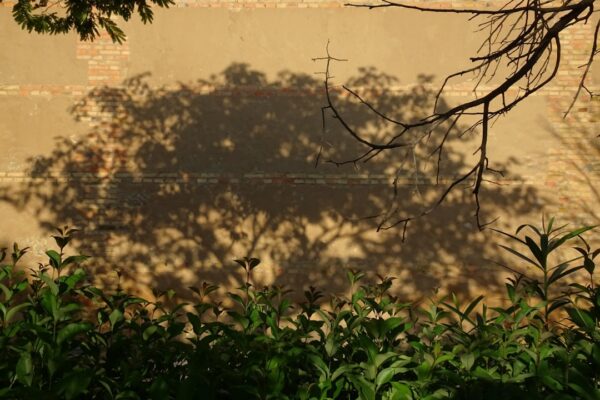 Photo Shadow of the Banyan