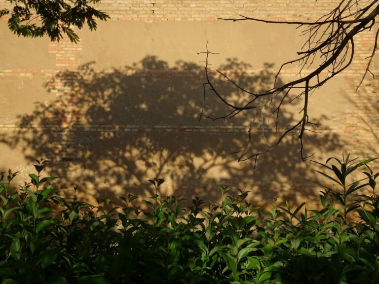 Photo Shadow of the Banyan