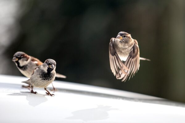 Photo Fly and Fight