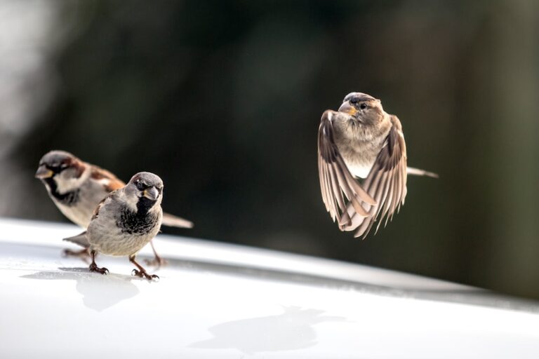 Photo Fly and Fight
