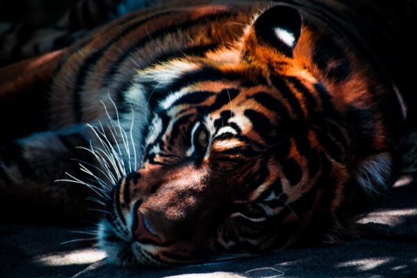 Photo Waking the Tiger