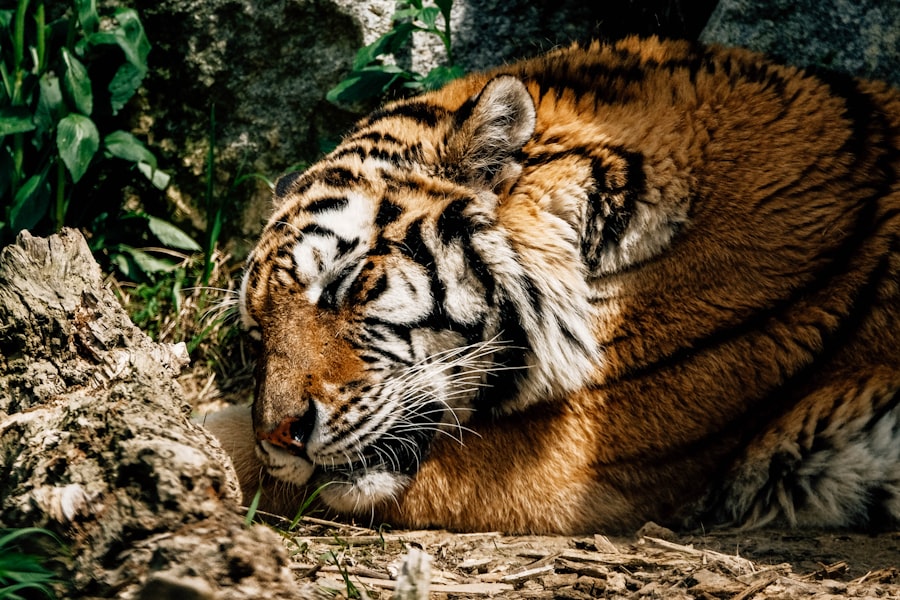 Photo Waking the Tiger