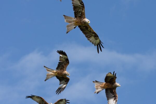 Photo Eagles Wings
