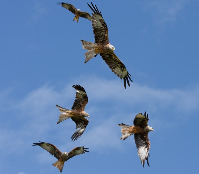 Photo Eagles Wings