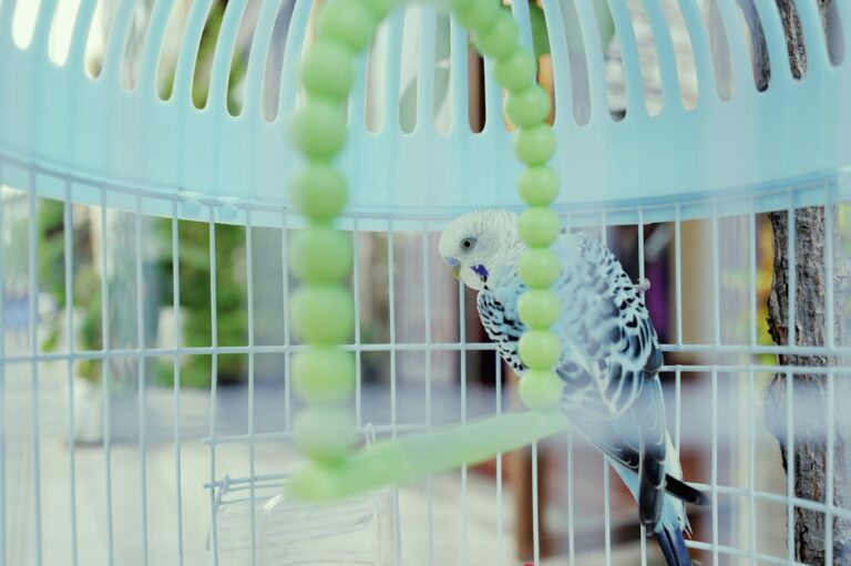 Photo Caged Bird Sings