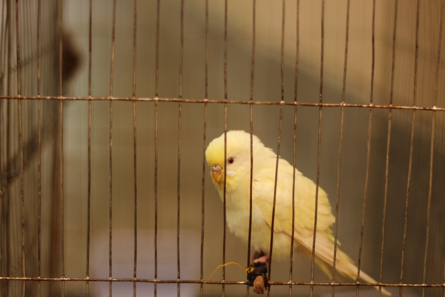 Photo Caged Bird Sings