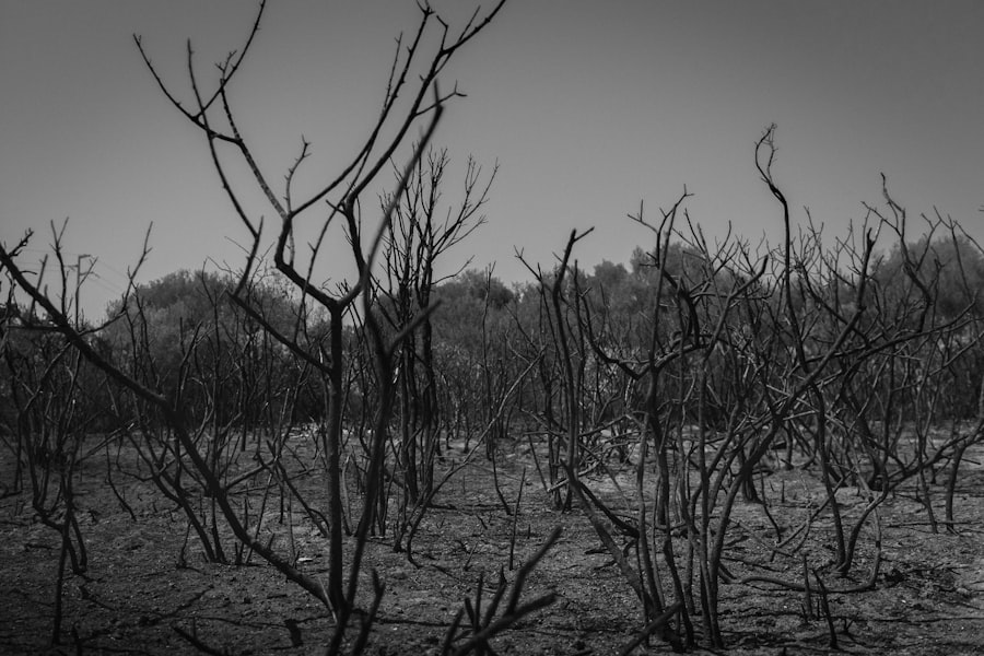 Photo Ashes