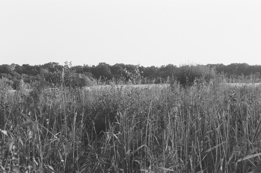 Photo African Silences