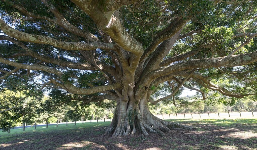 Photo Tree Where Man Was Born