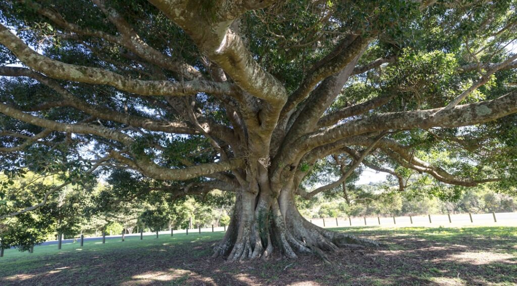 Photo Tree Where Man Was Born