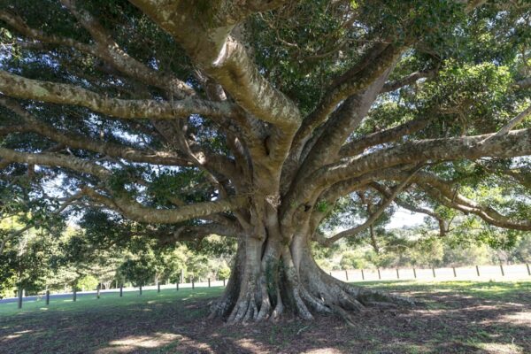 Photo Tree Where Man Was Born
