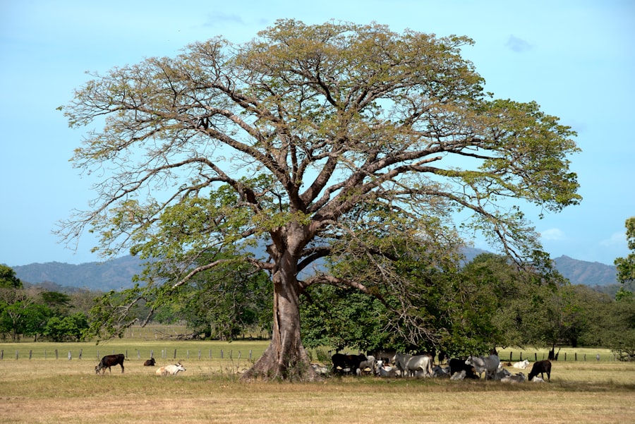 Photo Tree Where Man Was Born