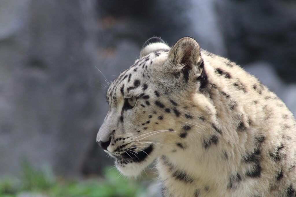 Photo Snow Leopard