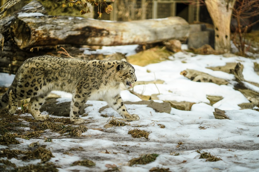 Photo Snow Leopard