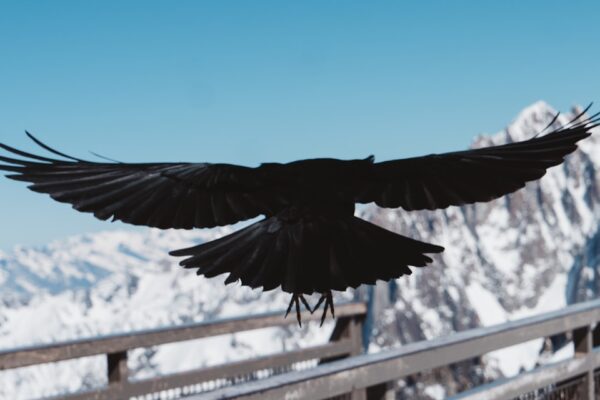 Photo Black Hawk