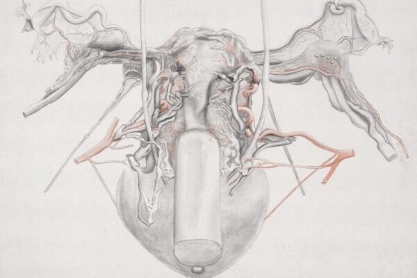 Photo Anatomy of the Spirit