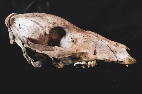 Photo Specimen Days