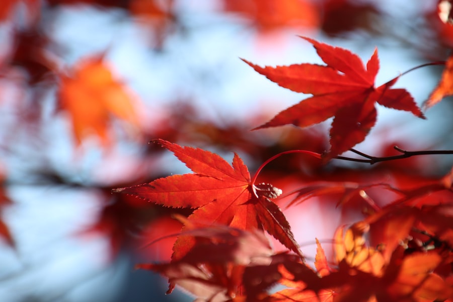 Indian Summer