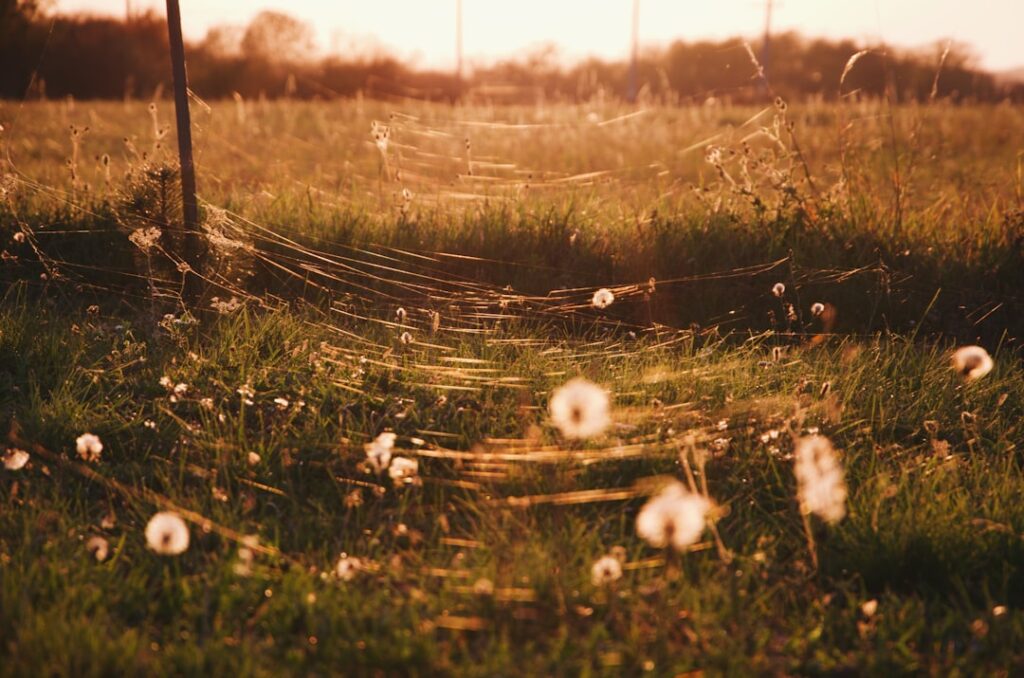 Photo Indian Summer