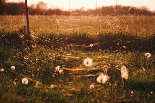 Photo Indian Summer