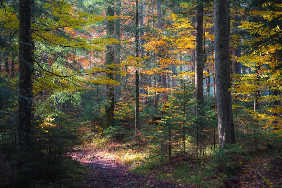 Photo Indian Summer