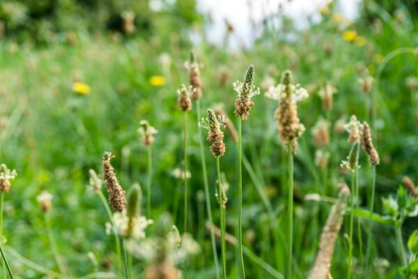 Photo Natural Healing
