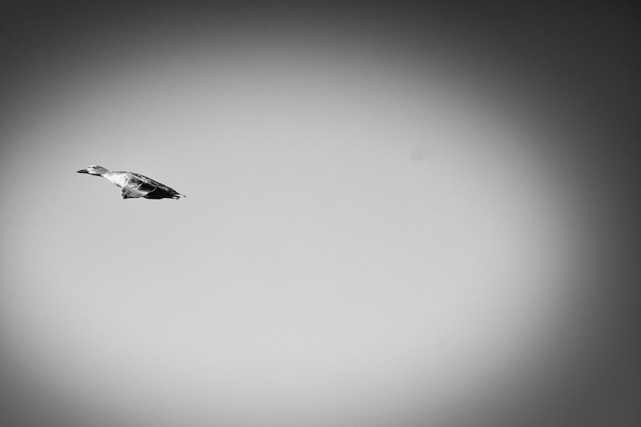 Photo Faraway Nearby