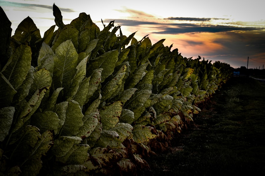 Photo Economics of Growth