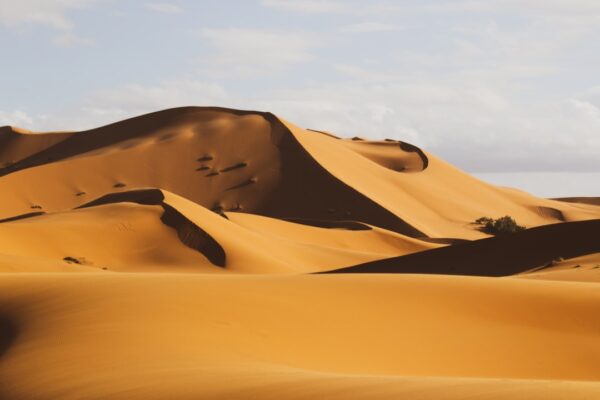 Photo Sahara Natural History