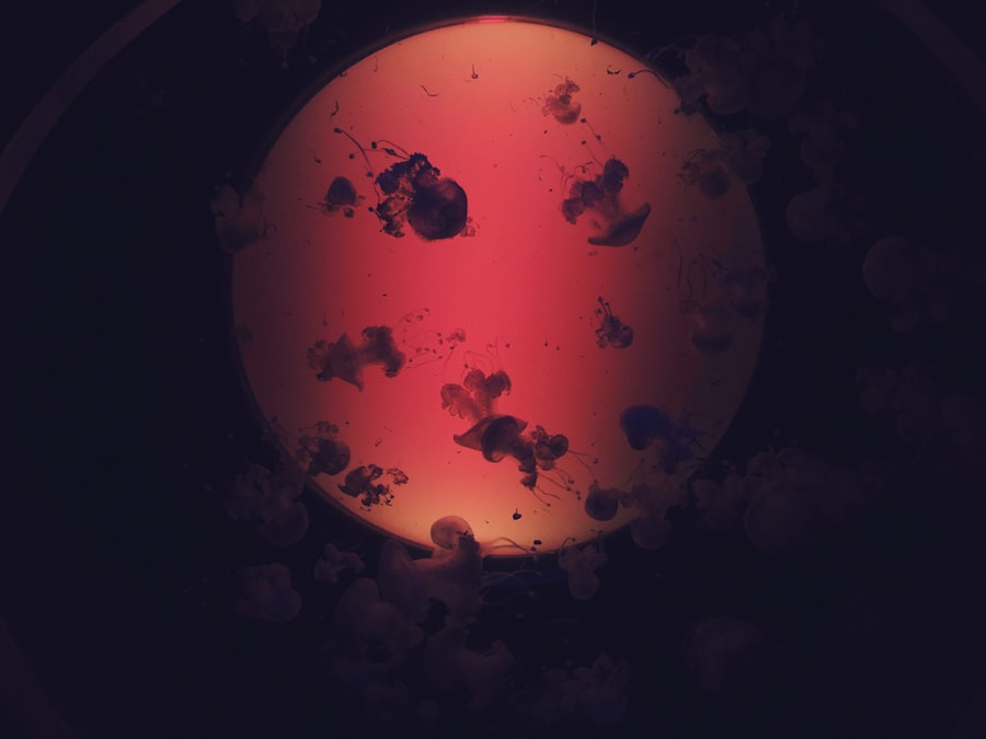 Photo Empire of the Summer Moon
