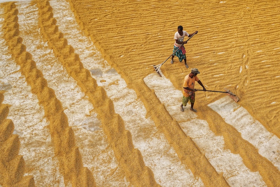 Grain Race
