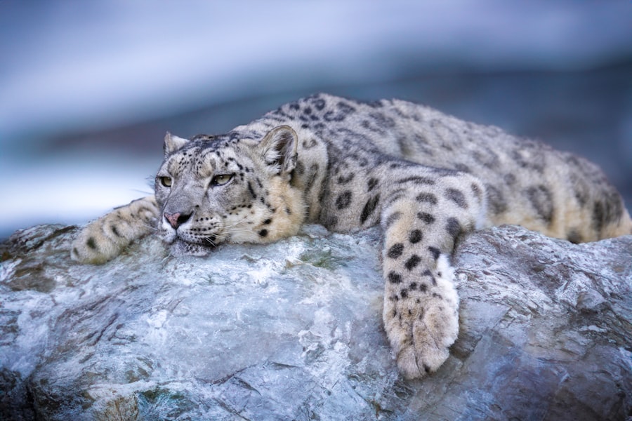 Snow Leopard