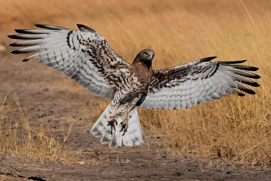 Hawk