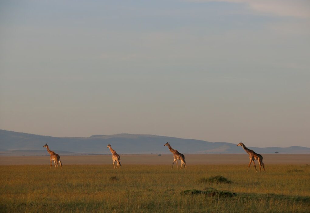 Photo Kenyans