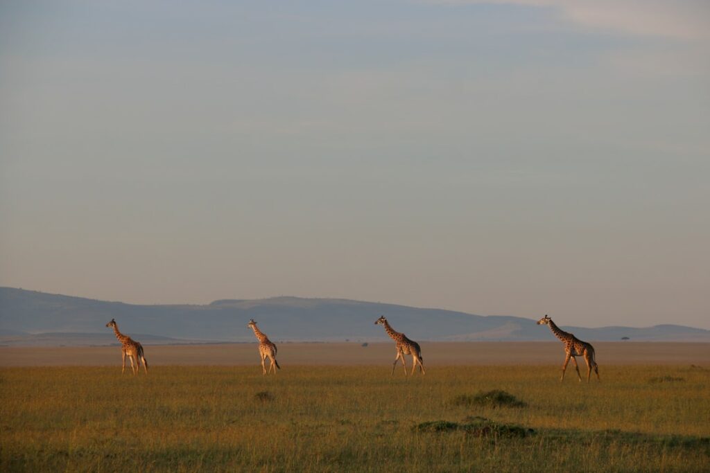 Photo Kenyans