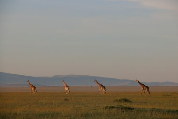 Photo Kenyans