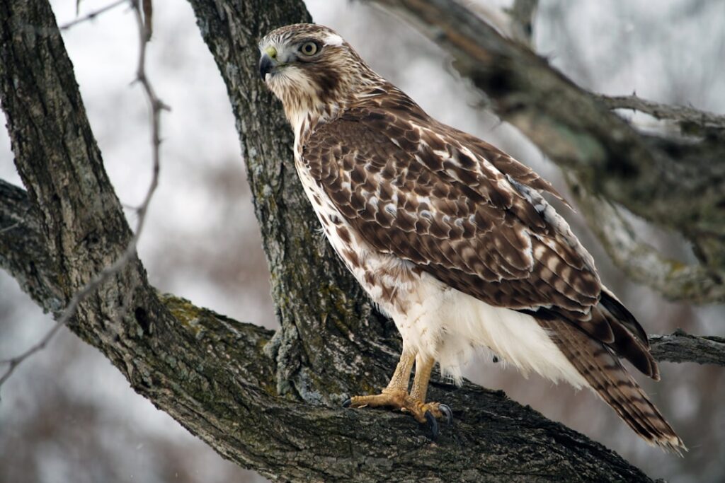 Photo Hawk
