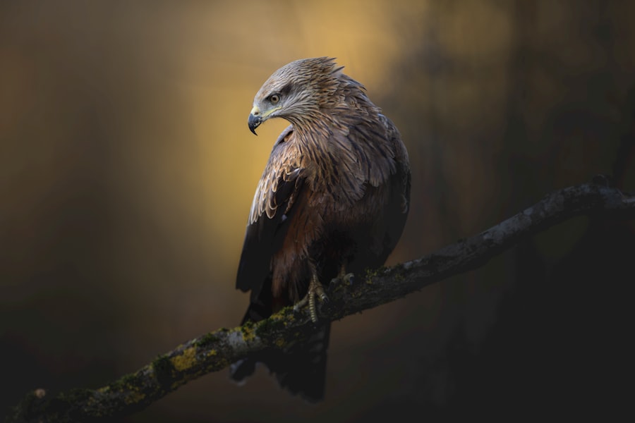 Photo Hawk