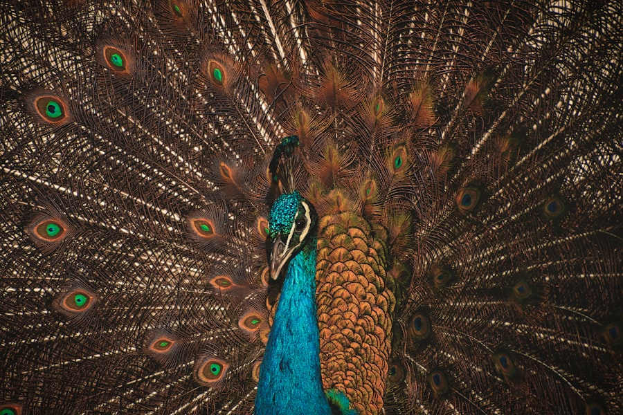 Photo Anthropology of Turquoise
