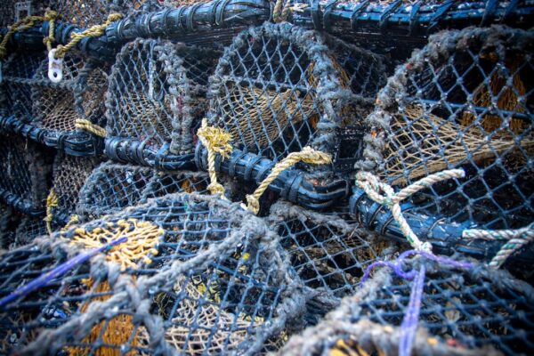 Photo Bluefishing