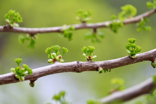Photo Growth