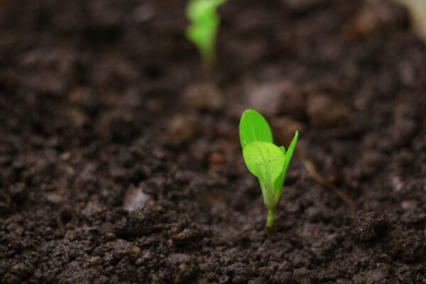Photo Grow
