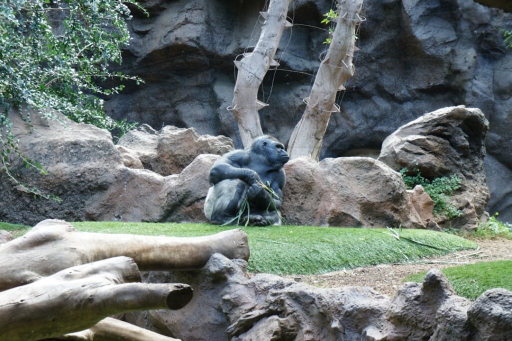 Photo Invisible Gorilla
