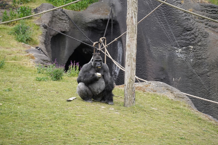 Photo Invisible Gorilla