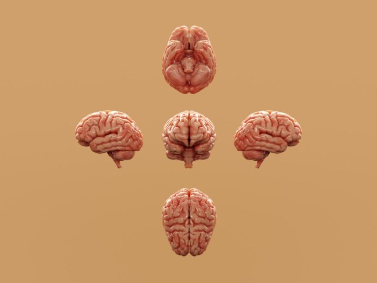 Photo Brain Changes
