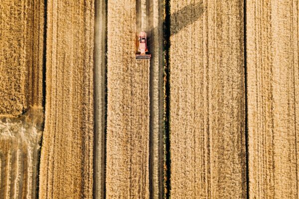 Photo Grain Race