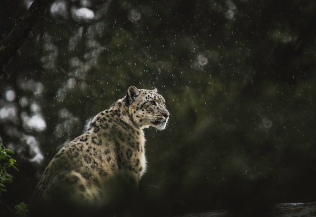 Photo Snow Leopard