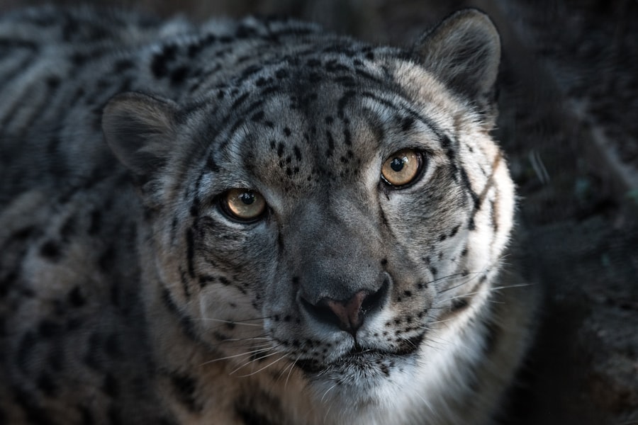 Photo Snow Leopard