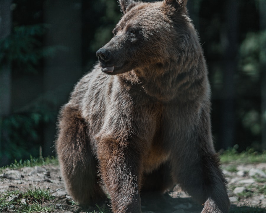 Grizzly Years
