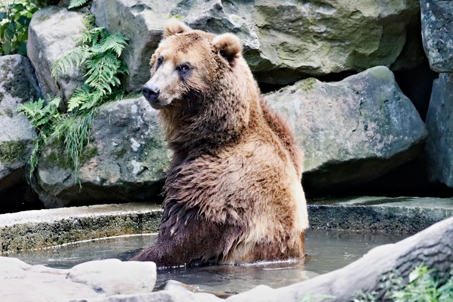 Photo Grizzly Years